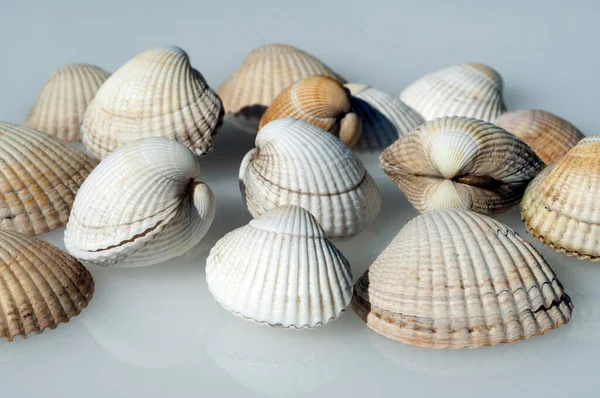 Muscheln Auf Weißem Hintergrund — Stockfoto