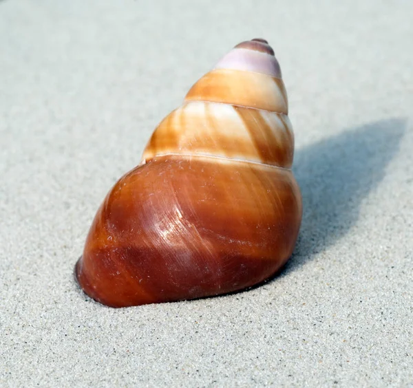 砂のビーチの貝殻 — ストック写真