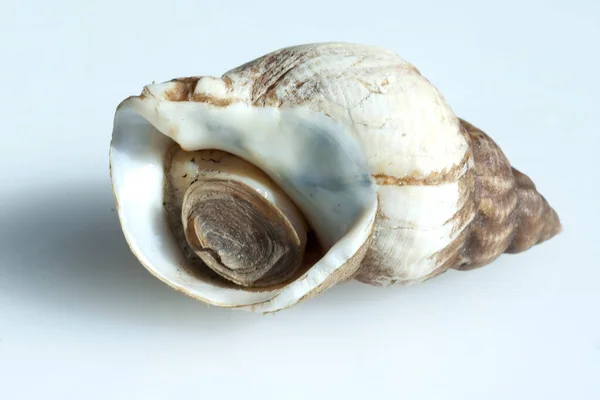 Coquille Mer Sur Fond Blanc — Photo