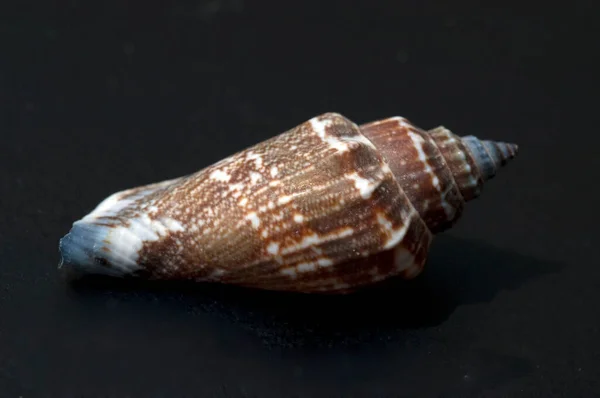 Meeresschnecken Astraea Undosa Escargots Marins — Photo