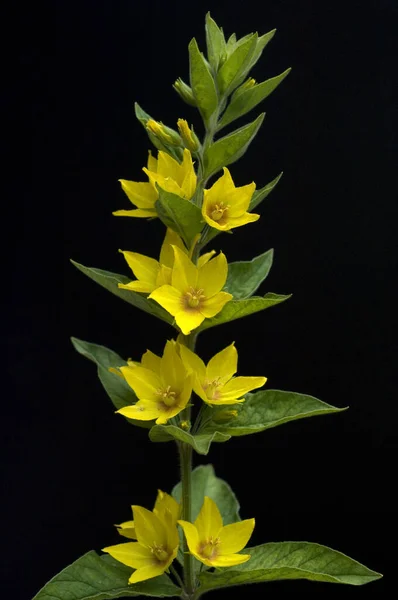 Felberich Lysimachia Punctata — ストック写真