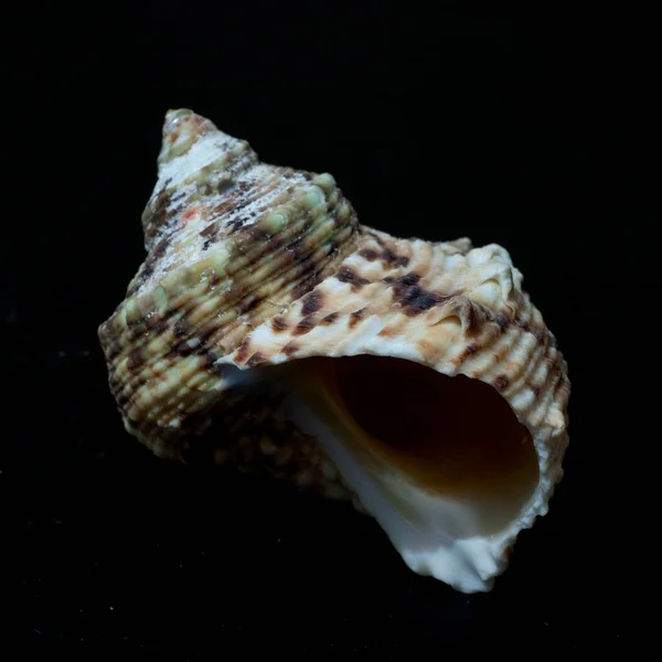 黒を背景にした貝殻 — ストック写真