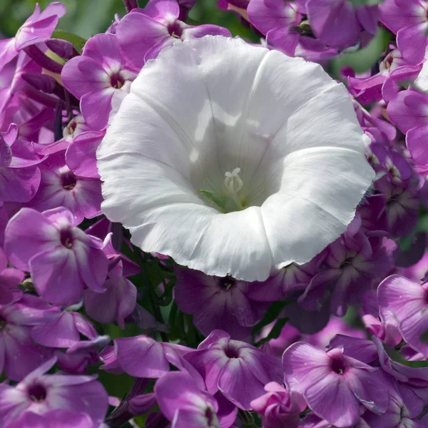 Beautiful Purple Flowers Garden — Stock Photo, Image