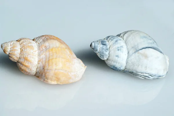 Muscheln Auf Weißem Hintergrund — Stockfoto