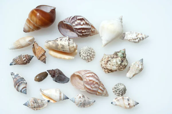Meeresschnecken Astraea Undosa Havssniglar — Stockfoto