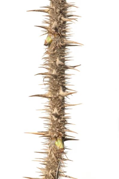 Close Van Een Cactus Geïsoleerd Witte Achtergrond — Stockfoto