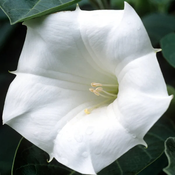 緑の背景に白いユリの花 — ストック写真