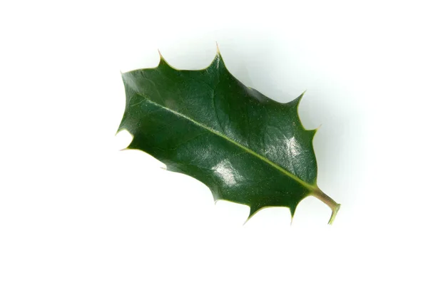 Green Leaf Plant White Background — Stock Photo, Image