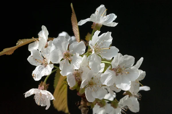 White Flowers Tree Branch — Stock Photo, Image