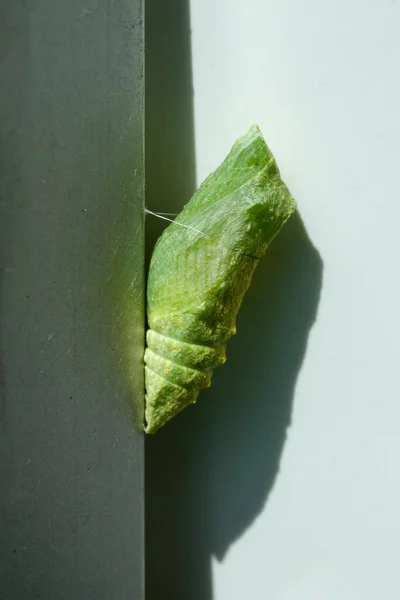 Foglia Verde Fondo Bianco — Foto Stock