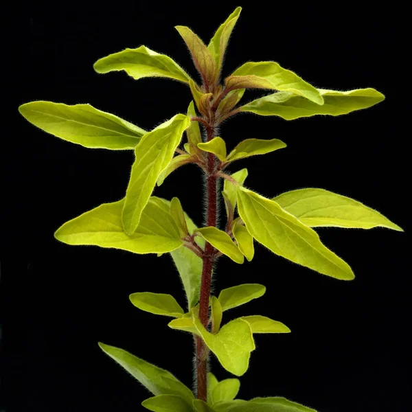 Goldmajoran Gold Majoran Majoran Origanum Vulgare Heilpflanzen — Fotografia de Stock