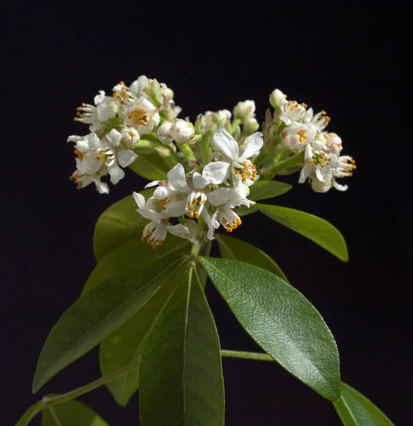 Mexikanische Orangenblume Choisya Ternata — Stockfoto