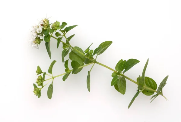 Fresh Green Leaves Thyme White Background — Stock Photo, Image