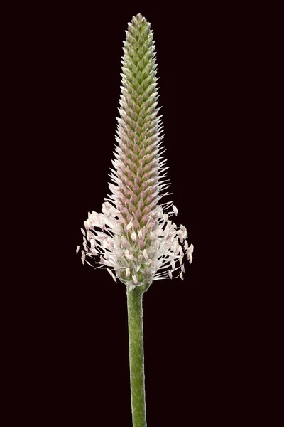 Mittlerer Wegerich Plantago Medya — Stok fotoğraf