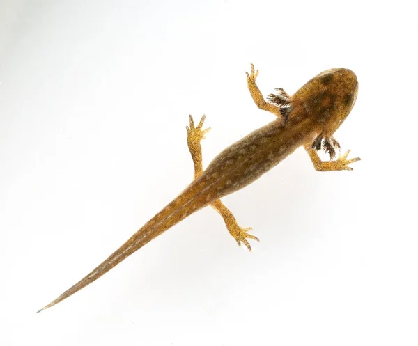 Lizard White Background — Stock Photo, Image