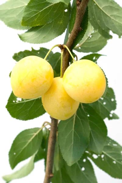 Mirabellen Prunus Domestica Subsp Syraca — Stockfoto