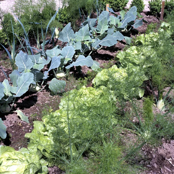 Κριθάρι Fenchel Lauch Salat — Φωτογραφία Αρχείου