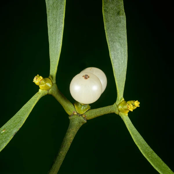 Mistel Viscum Album Beeren Giftpflanze Schmarotzer — Fotografia de Stock