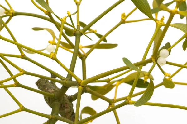 Green Plant Garden — Stock Photo, Image