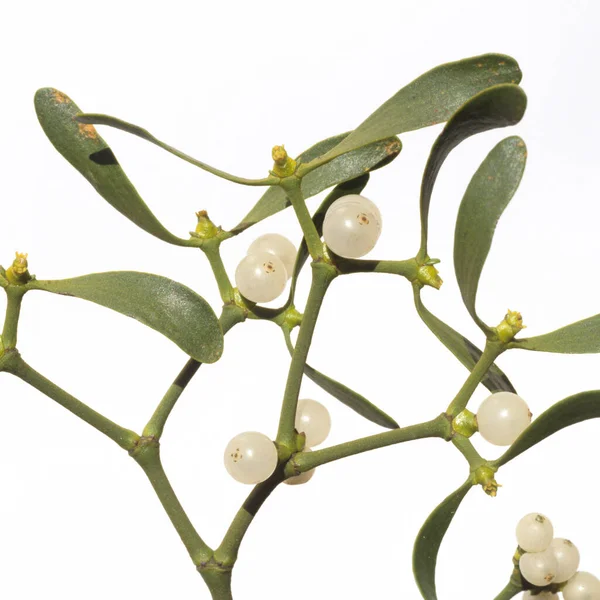 Plante Verte Avec Des Feuilles Sur Fond Blanc — Photo