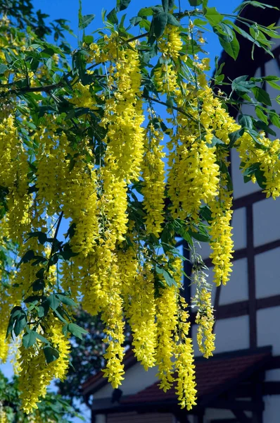 Gelbe Blumen Garten — Stockfoto