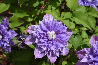 Multi Blue, Clematis-Hybride, Clematis clipart