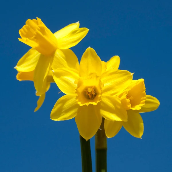 Jonquilles Jaunes Sur Fond Bleu — Photo