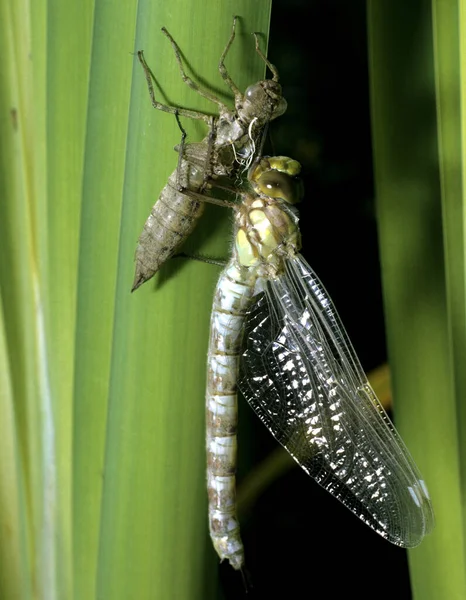 Blaugruene Mosaikjungfer Aeshna Cyanea Raubinsekt Beim Schluepfen — Foto de Stock