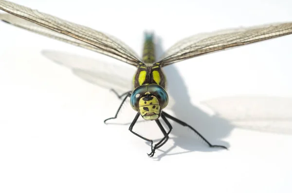 Nahaufnahme Von Bug Insektenkonzept — Stockfoto