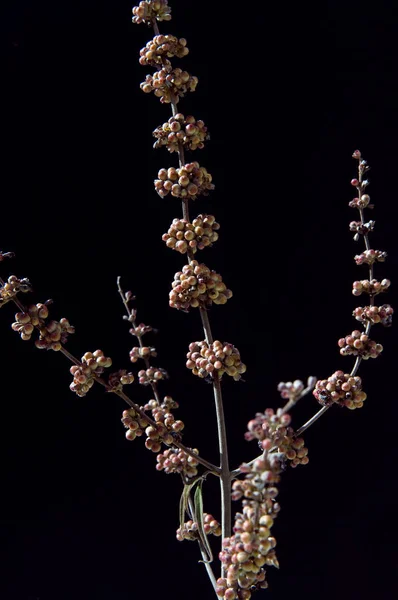 Piękne Botaniczne Ujęcie Naturalna Tapeta — Zdjęcie stockowe