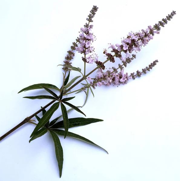 Moenchspfeffer Vitex Agnus Castus — Fotografia de Stock