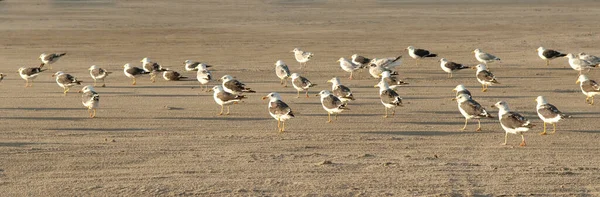 Moeven Strand Sankt Peter Ording — стокове фото