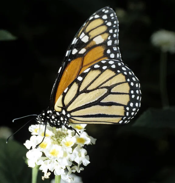 Monarca Monarchfalter Danaus Plexippus Wandert Von Nordamerika Und Canada Nach — Foto Stock