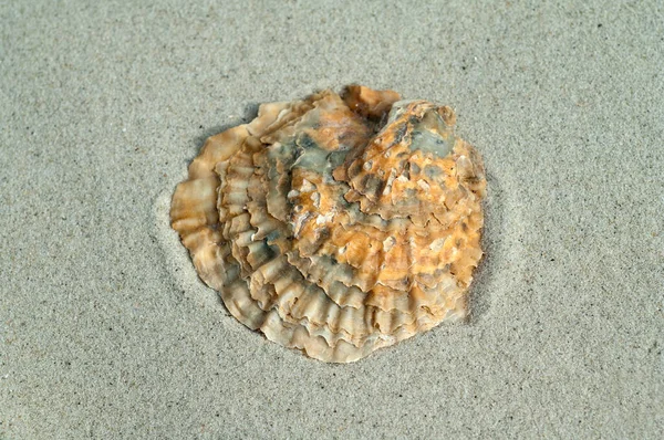Sea Shell Sand Beach — Stock Photo, Image