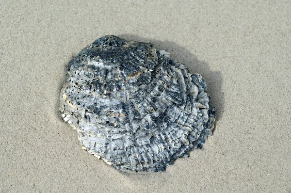 Conchas Mar Praia Areia — Fotografia de Stock