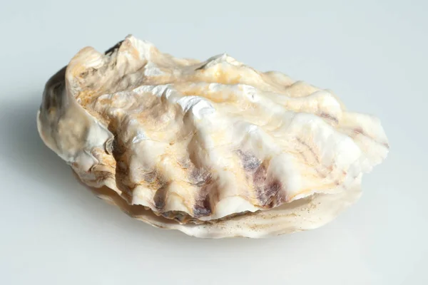 Sea Shell White Background — Stock Photo, Image