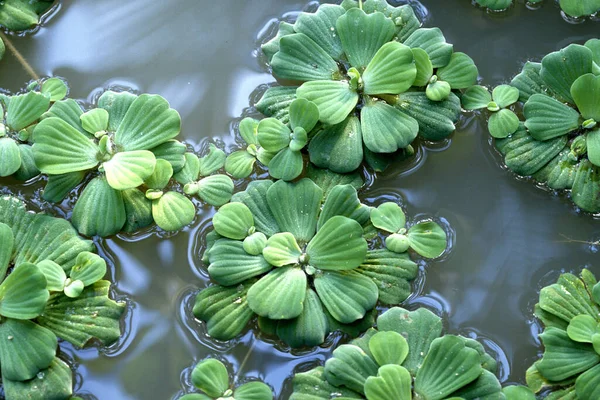Wassersalat Pistia Stratiotes Gruene Wasserrose Muschelblume Wasserpflanzen — Foto Stock