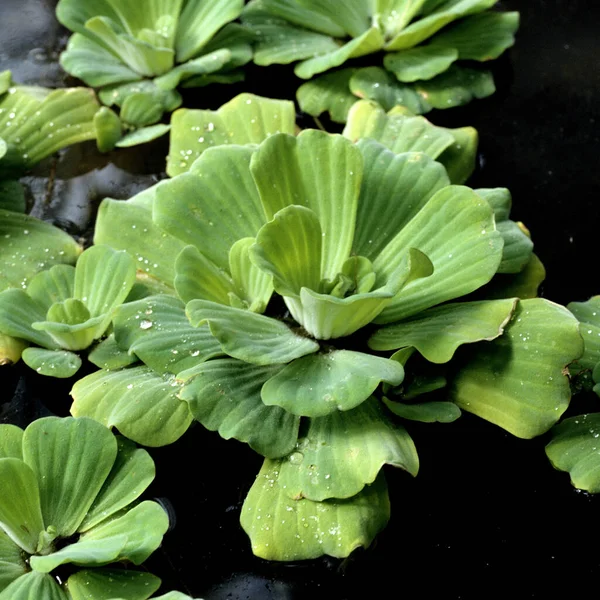 Wassersalat Pistia Stratiotes Gruene Wasserrose Muschelblume Wasserpflanzen — Stock fotografie