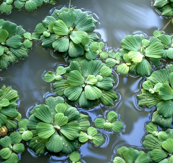 Wassersalat Pistia Stratiotes Gruene Wasserrose Muschelblume Wasserpflanzen — Foto Stock