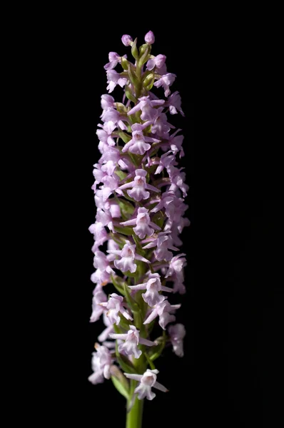 Muecken Haendelwurz Gymnadenia Conopsea — Stockfoto