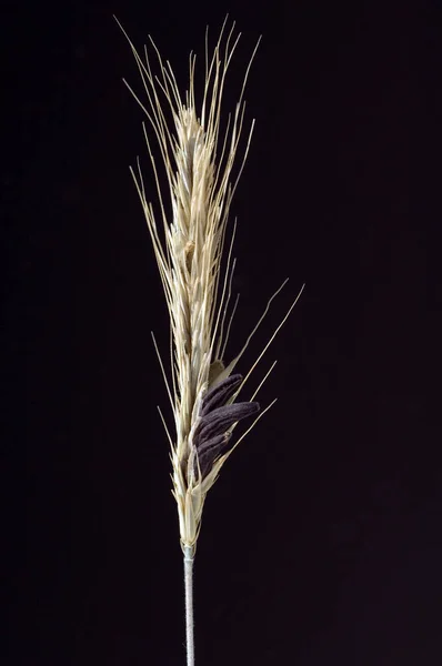 Пшеничные Уши Черном Фоне — стоковое фото