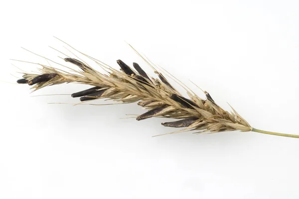 Уши Пшеницы Белом Фоне — стоковое фото