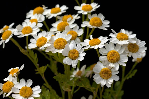 Roemischer Bertram Anacyclus Pyrethrum — 스톡 사진