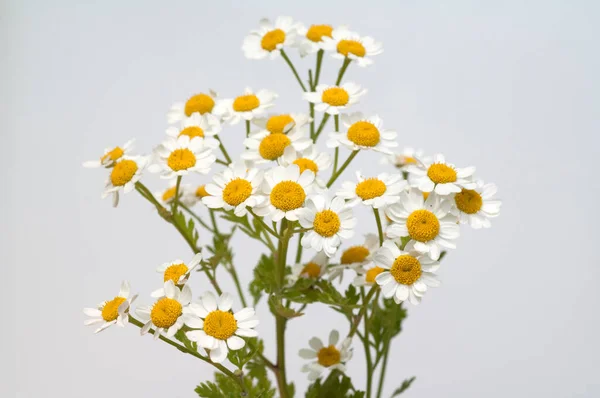 Roemischer Bertram Anacyclus Pyrethrum — 스톡 사진