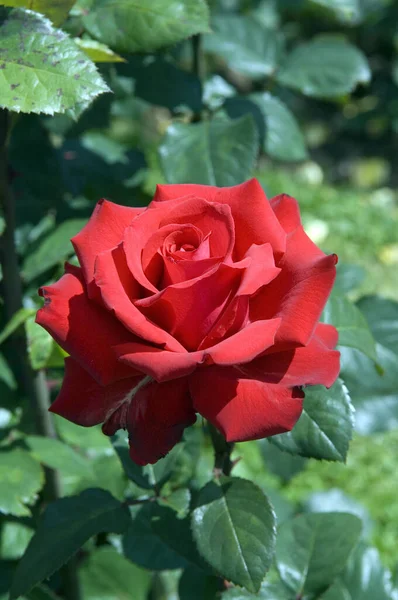 Grande Amore Teehybrid Rose — Stock Photo, Image