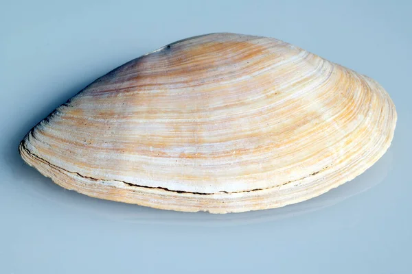 Seashell White Background — Stock Photo, Image