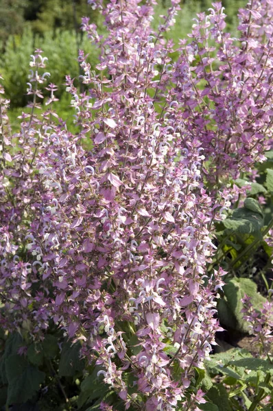 Hermosas Flores Púrpuras Jardín — Foto de Stock