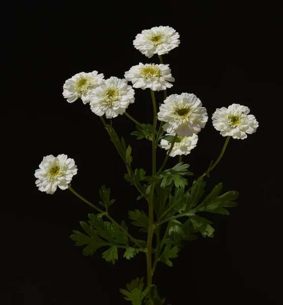 Beautiful Flowers Black Background — Stock Photo, Image