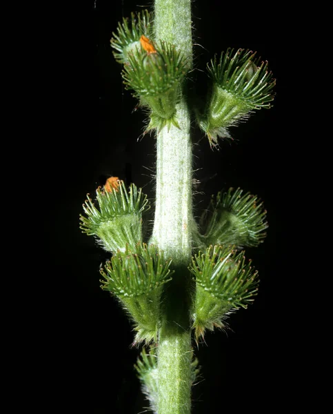 Hermoso Plano Botánico Fondo Pantalla Natural — Foto de Stock