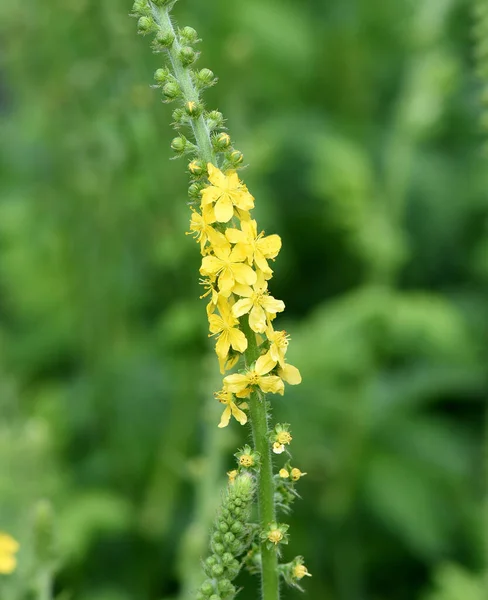 Odermenning Agrimonia Eupatoria Ist Eine Wichtige Heilpflanze Mit Gelben Blueten — Zdjęcie stockowe